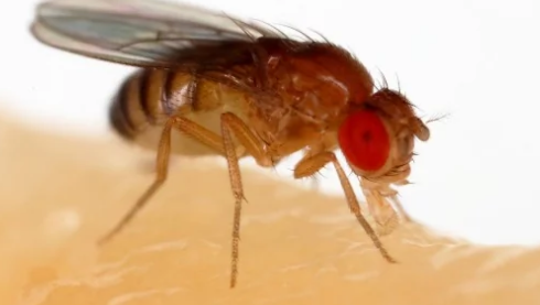 研究人员发现时差使苍蝇的大脑免受亨廷顿氏病的侵害