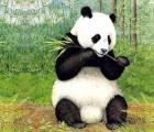 熊猫的尾巴是什么颜色的 今日4月13日森林驿站一答