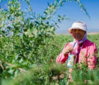 蚂蚁庄园每日一题问答：爱心捐赠平台上10元种下希望树项目中的希望树指什么树